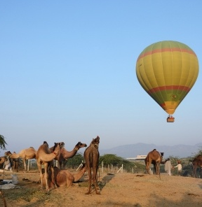 Wildlife Hot Air Ballooning