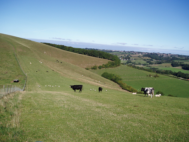 Dorset Countryside