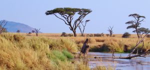 Ballooning in Serengeti