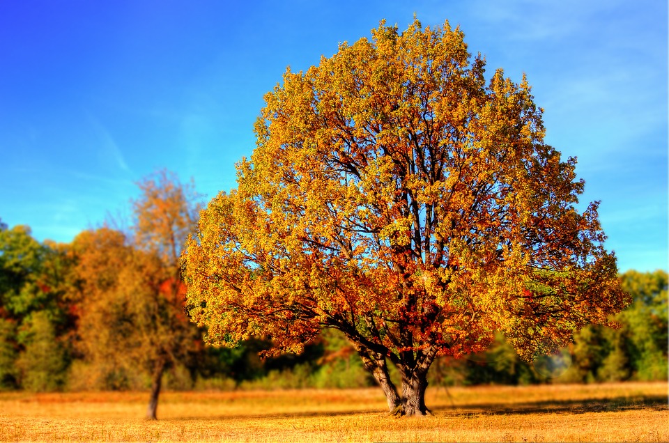 autumn tree in country