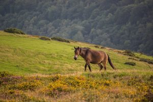 pony on exmoor