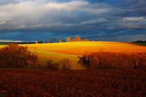 fields in autumn